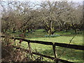 Orchard by Old Barn Lane in GU26 6HZ