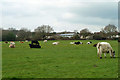 Cattle, Moorlane Farm in GU22 9NQ