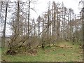 Larch woodland alongside the road at the Kaims of Airlie in DD8 5HE