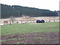 Silage bales, sheep and the Muir of Holm in DD8 5HD
