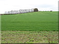 Fields near Tenerry Farm in Barham and Woolley