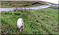 Shaggy Ink Cap on Road Verge Below Brown Hill in YO21 2DE