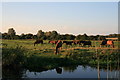 Horses Grazing in CM3 4BZ