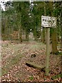 Conifer plantation on the Wotton Estate, north of Friday Street in RH5 6JP