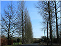 2012 : Poplar trees between Calne and Calstone Wellington in SN11 0NH
