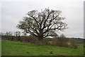 A single tree by the bridleway in CT3 1XG