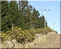 Edge of northern block of Kennel Croft Wood in AB51 7NS
