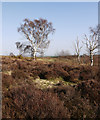 Birch trees and heather on Waldridge Fell in DH2 3TE