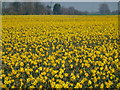 Thousands of daffodils in Lincolnshire in PE12 8SD