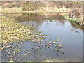 Pond at Old Common in KT11 1DF