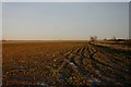 Open fenland at Long Causeway in CB6 2FY