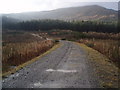 Beinn Bhan above the Forestry in FK8 3TR