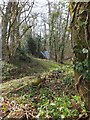 Woodland on Cloggs Hill in EX16 4NT