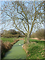 Algae-covered drainage ditch, Irstead in NR12 8XT