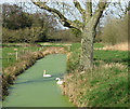 Swans in drainage ditch, Irstead in NR12 8XY