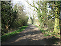 Ivy-clad trees beside the track to Irstead Road, Irstead in NR12 8XU