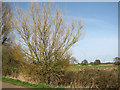 Willow tree beside the track to Browns Hill in NR12 8XU