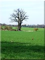 Farmland near Risby with Partridge and Pheasant in IP28 6RA