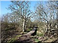 Boardwalk at RSPB Kinnordy in DD8 5NA