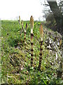 Great Horsetails near Stretton in Appleton Ward