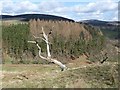 Dead tree above the valley of the Pearsie Burn in DD8 4QA