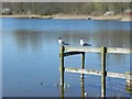 Black-headed Gulls at Bickershaw Lake in WN7 5HH