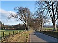 Tree-lined road at Dykehead in DD8 4QE