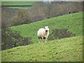 A Langridge Sheep in BA1 9BX