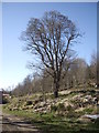 A tree at Balnacraig in AB31 4BN