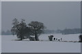 Trees in the Snow in Goat Hall Ward