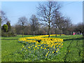 Daffodils on the Green in WN2 2LZ