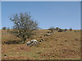 Smeardon Down in PL19 9NU
