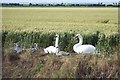 Family of swans on the West Fen. in CB6 2BZ