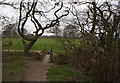 A crooked tree guards the footbridge in WA3 4FX