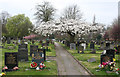 Cherry blossom at Coppenhall Cemetery in CW1 4BT
