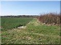 Crop field next to B3078 North of Stanbridge in BH21 5DE