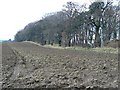 Furrows by the trees in AB54 6EL