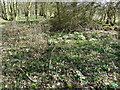 Primroses in small copse by the Horsham to Dorking line in RH5 5JW