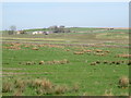 Pastures southwest of Round Meadows Farm in NE47 9QS
