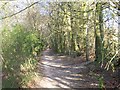 Woodland footpath on Broughton Down in SO20 8DA