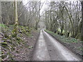 Through Baker's Wood in GL54 5SS