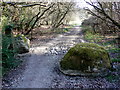 Track into Okers Wood in DT2 8QZ