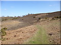 Ibsley Common, footpath in SP6 2PT