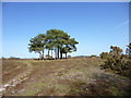 Ibsley Common, clump of trees in SP6 2PT
