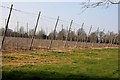 Hop poles at Newhouse Farm in Kingston Bagpuize with Southmoor