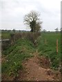 Field drain and small stream south of Aunk in EX15 2NH