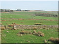 Pastures above Highfield Farm in NE47 9QS