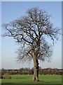 An oak tree in the field near Hopstone, Shropshire in WV5 7BW
