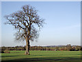 Oak tree and farmland near Hopstone, Shropshire in WV5 7BW