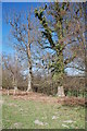 Trees at Little Bayham in TN3 8BD